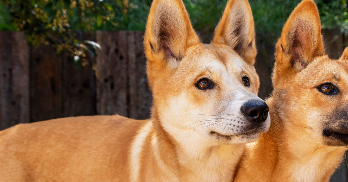 Dingo Encounter Taronga Conservation Society Australia